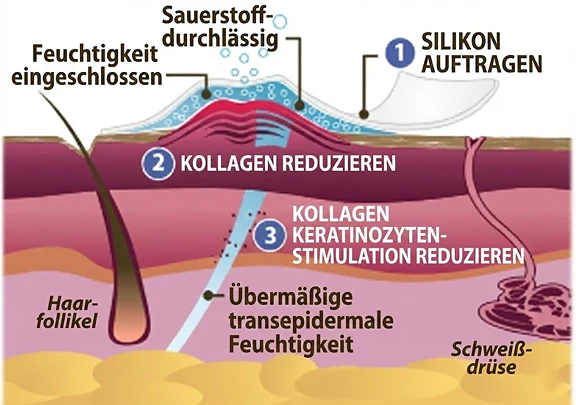 Kollagen-Regulierung
